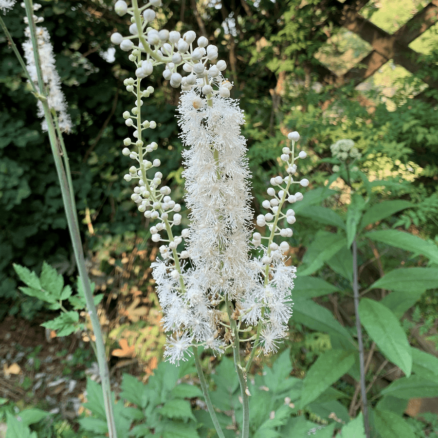 Black Cohosh; Snakeroot (Actaea racemosa) - Monticello Shop