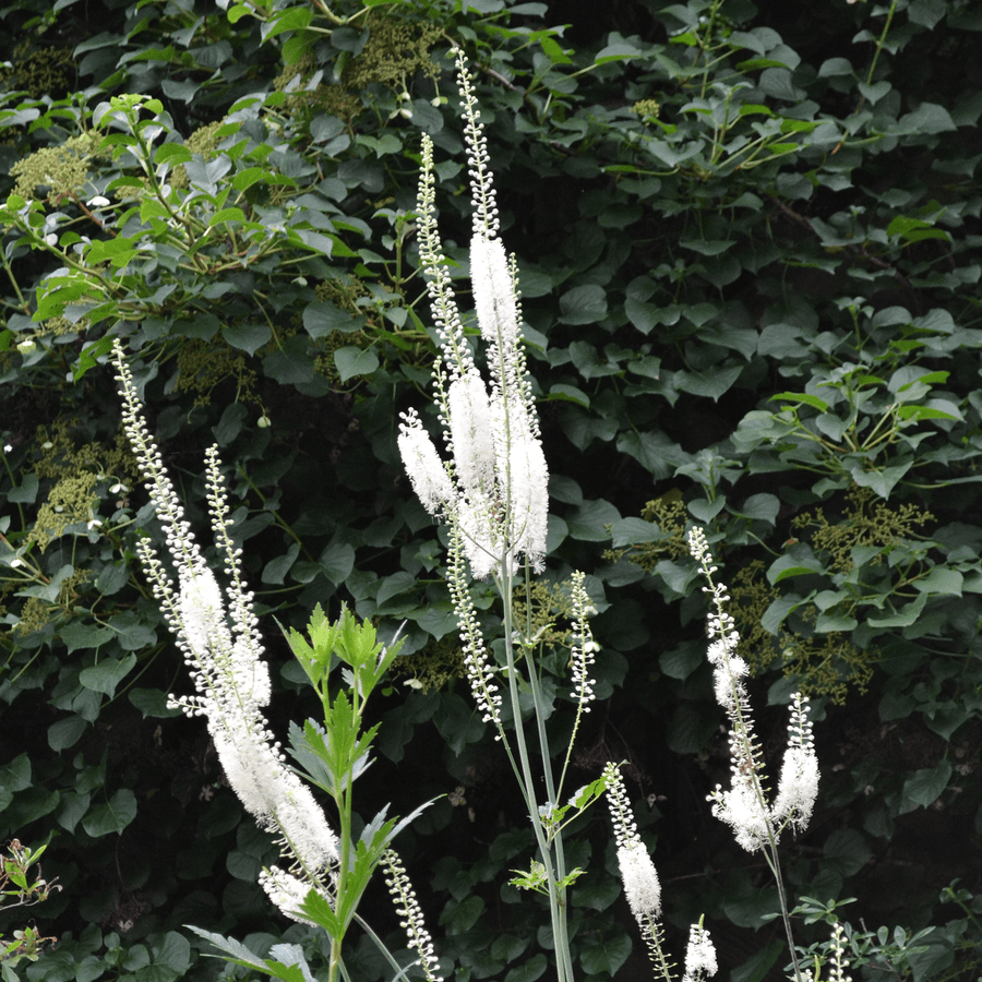 Black Cohosh; Snakeroot (Actaea racemosa) - Monticello Shop