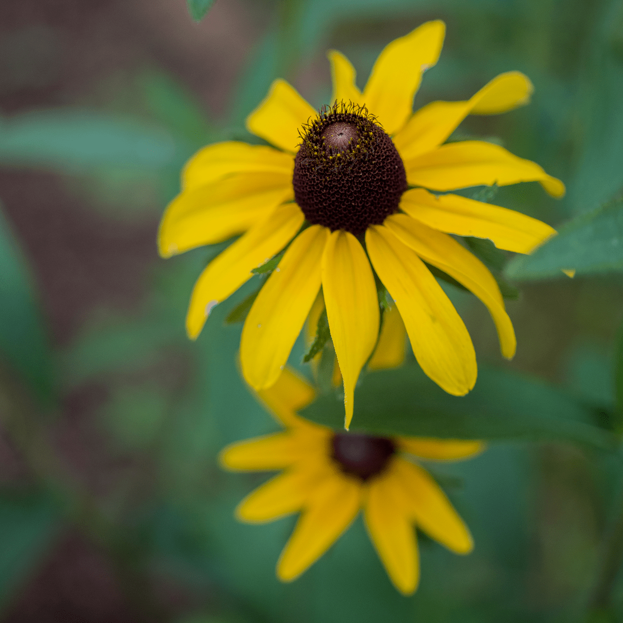 Monticello Shop Black-eyed Susan Seeds