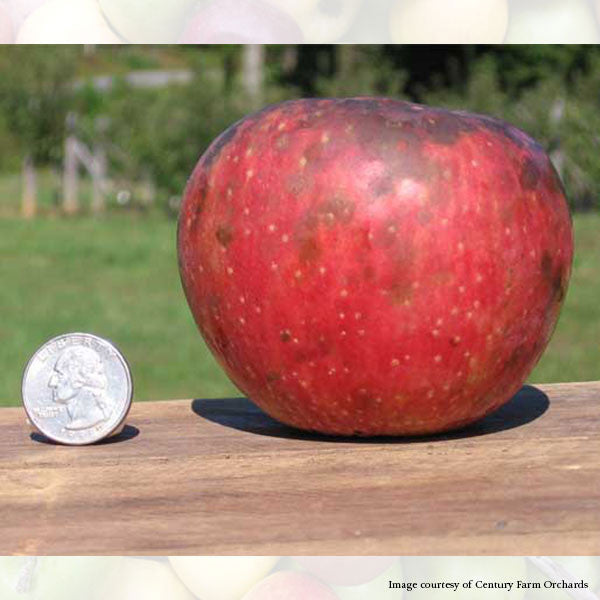 Bare Root Blacktwig Apple Tree (Malus cv.)