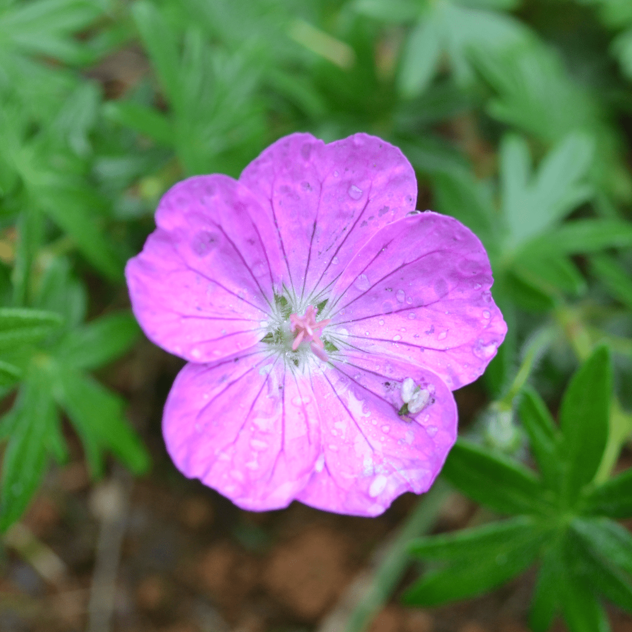 Bloody Geranium - Thumbnail 2