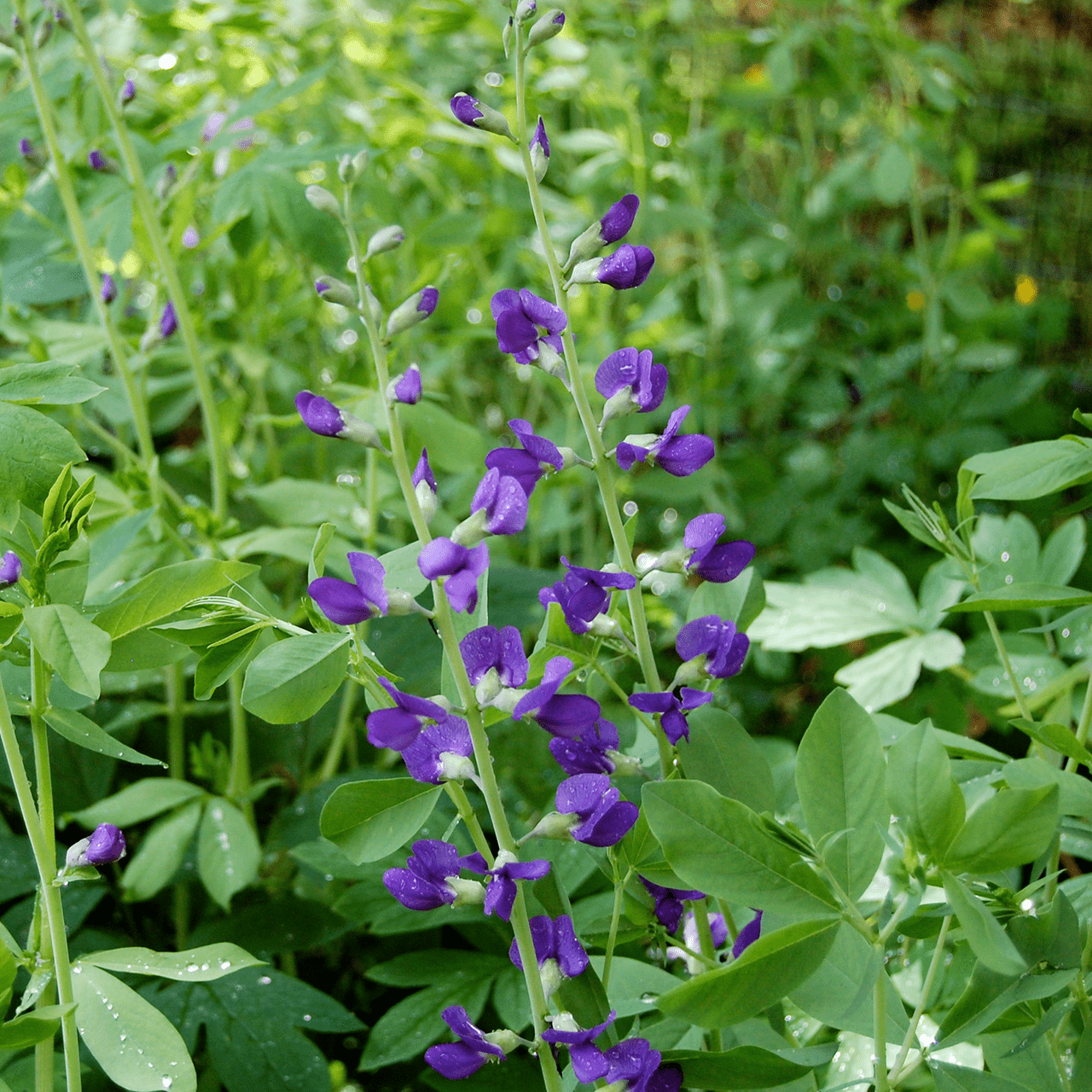 Blue False Indigo