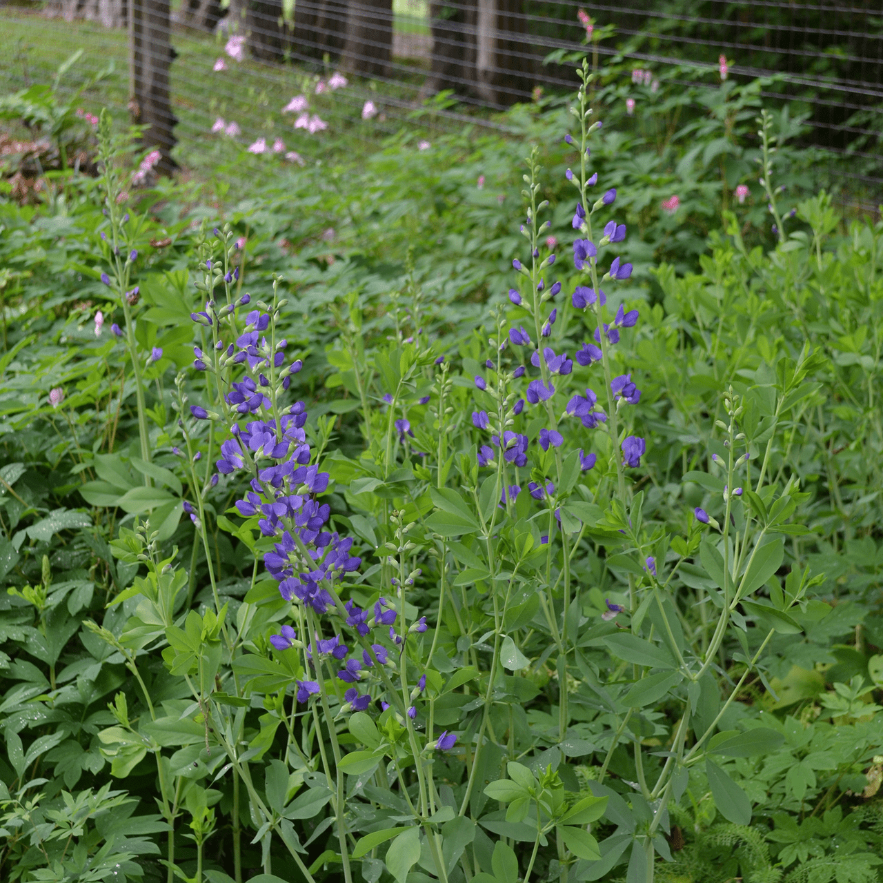 Blue False Indigo - Thumbnail 3