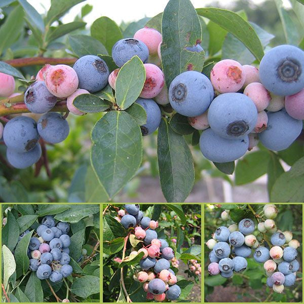 Bare Root Rabbiteye Blueberry Plant Collection (Vaccinium virgatum cv.)