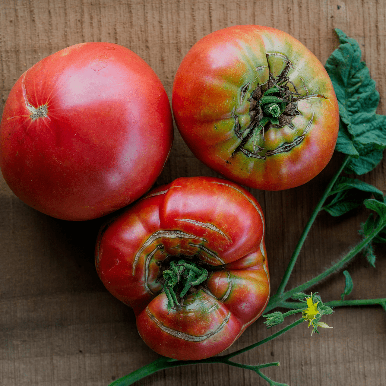 Monticello Shop Brandywine Tomato Seeds