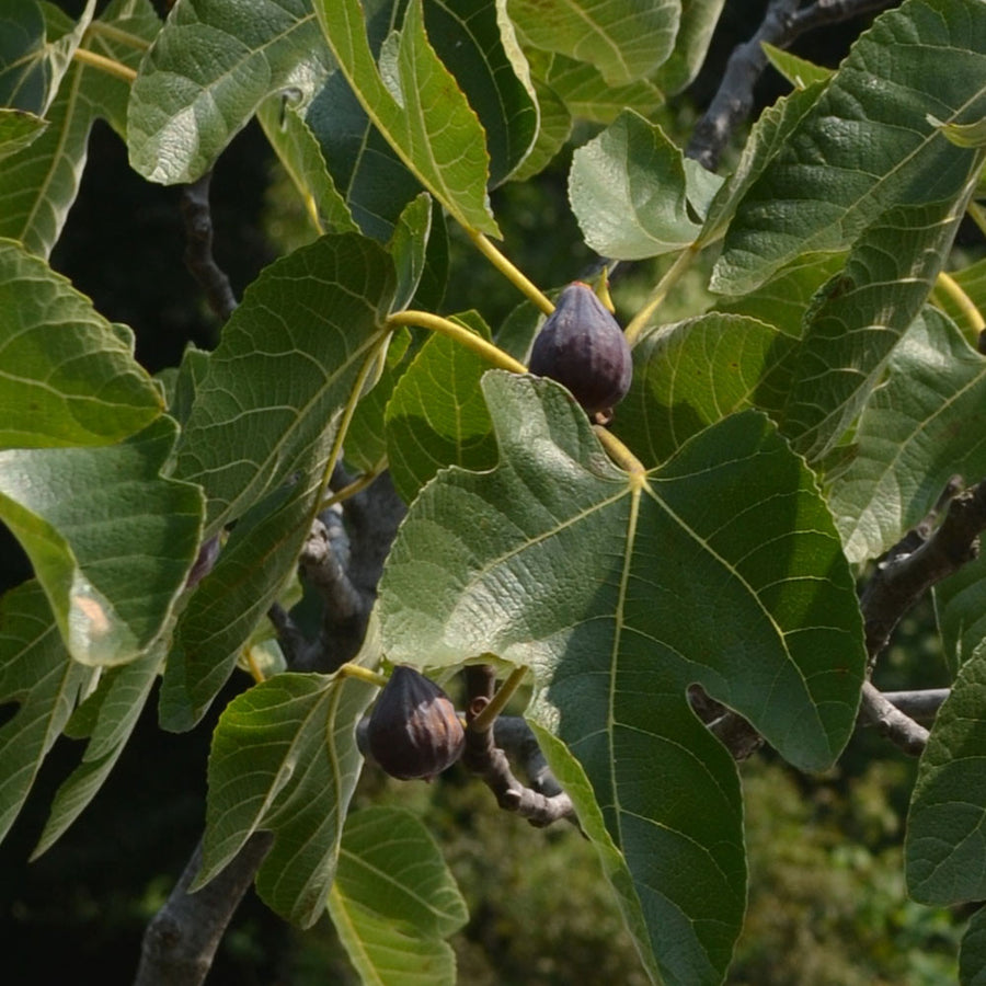 Brown Turkey Fig (Ficus carica cv.)