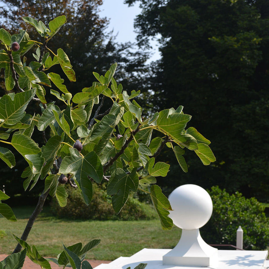 Brown Turkey Fig (Ficus carica cv.)