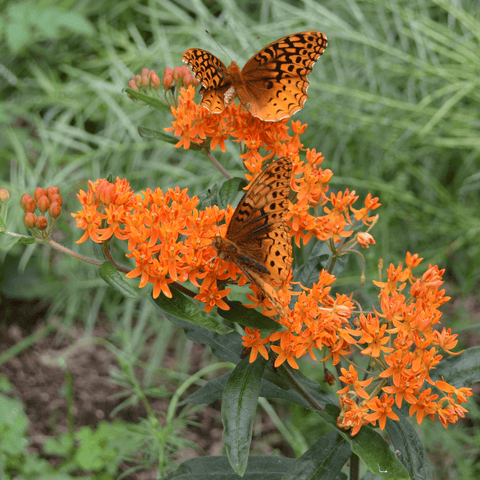 planting butterfly weed seeds Butterfly Weed Seeds (Asclepias tuberosa) – Monticello Shop