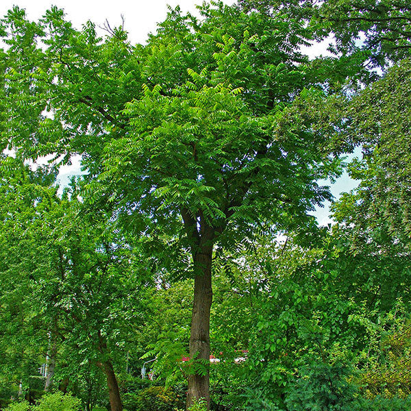 Butternut (Juglans cinerea)