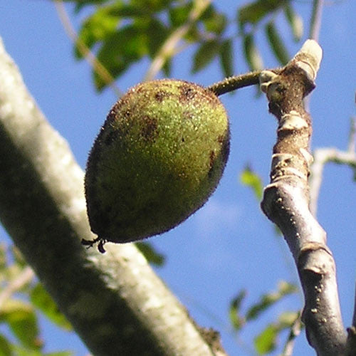 Butternut (Juglans cinerea)