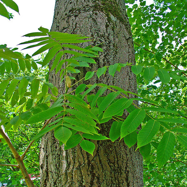 Butternut (Juglans cinerea)