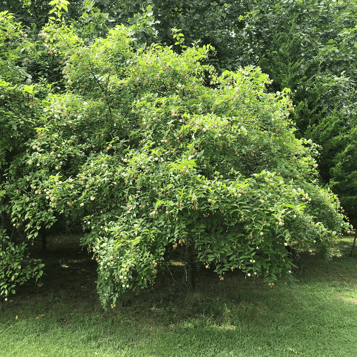 Button Bush (Cephalanthus occidentalis) - Monticello Shop