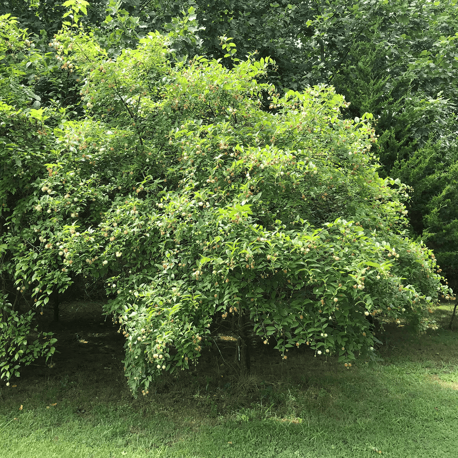 Button Bush (Cephalanthus occidentalis) - Monticello Shop