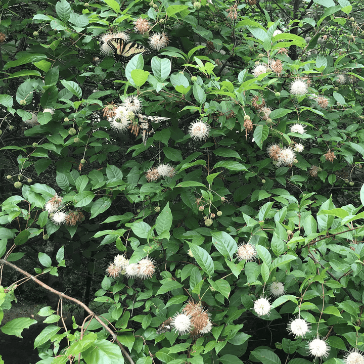 Button Bush (Cephalanthus occidentalis) - Monticello Shop