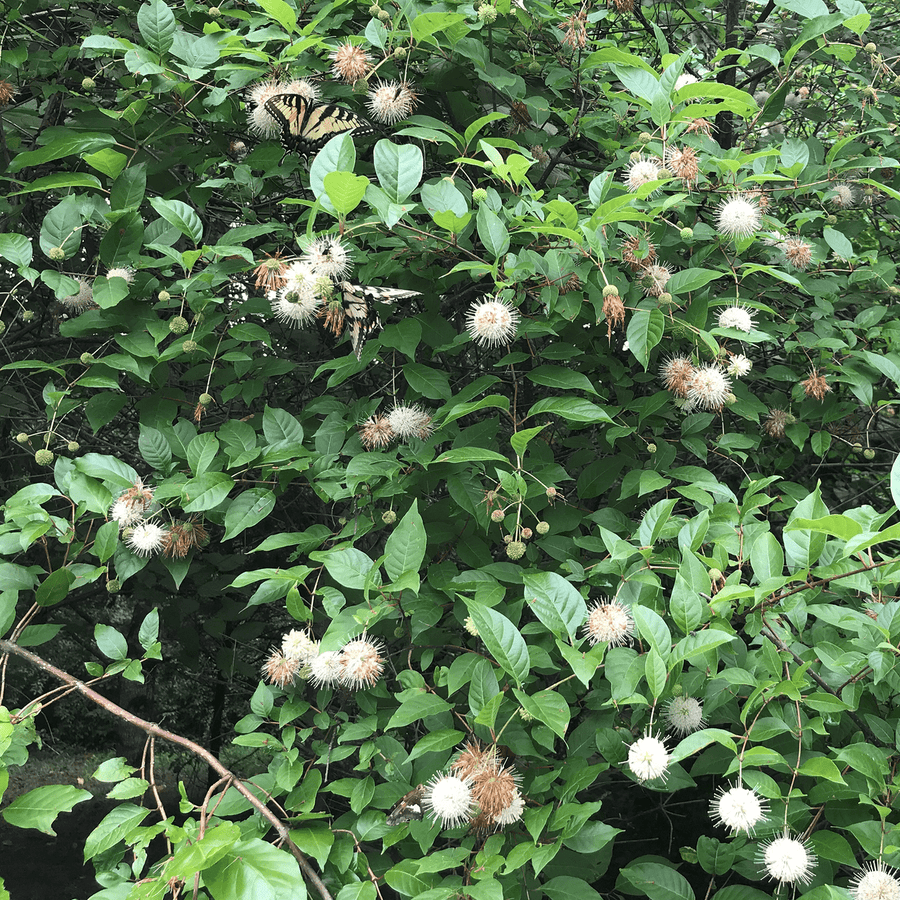 Button Bush (Cephalanthus occidentalis) - Monticello Shop