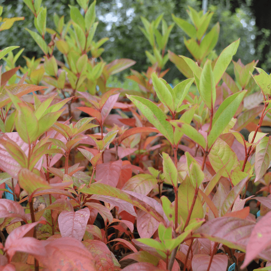 Button Bush (Cephalanthus occidentalis) - Monticello Shop