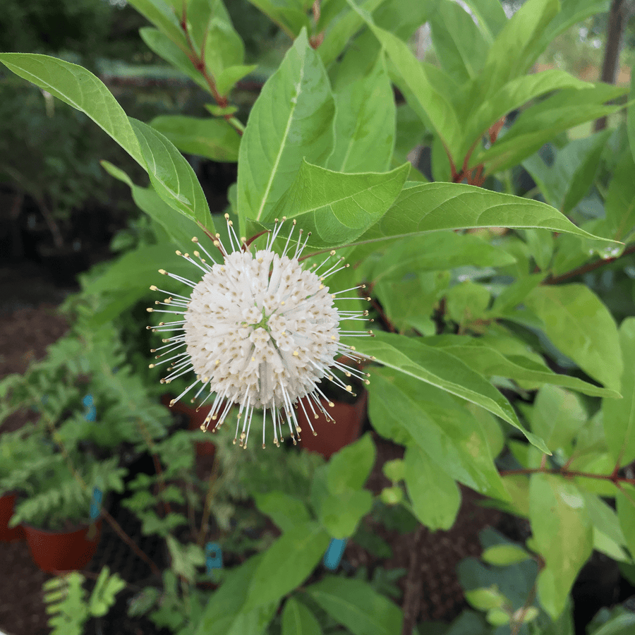 Button Bush (Cephalanthus occidentalis) - Monticello Shop