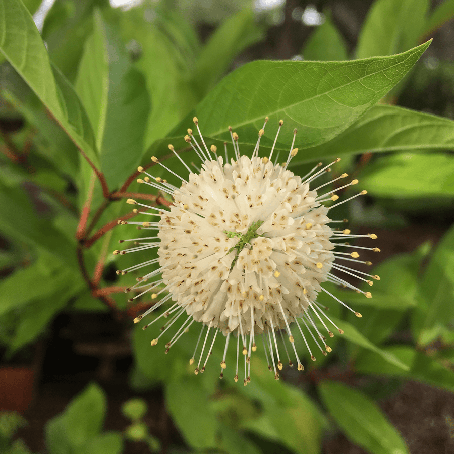 Button Bush (Cephalanthus occidentalis) - Monticello Shop