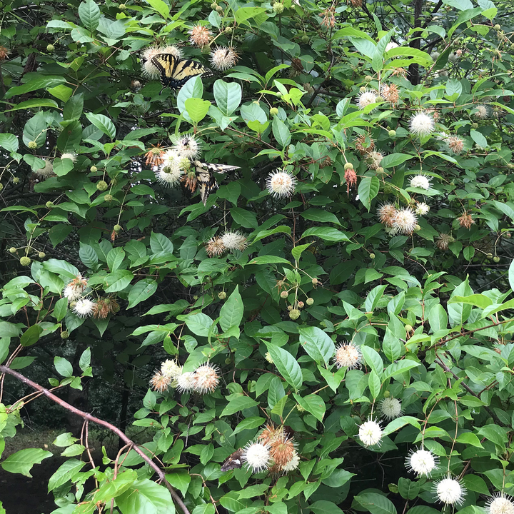 Button Bush (Cephalanthus occidentalis)