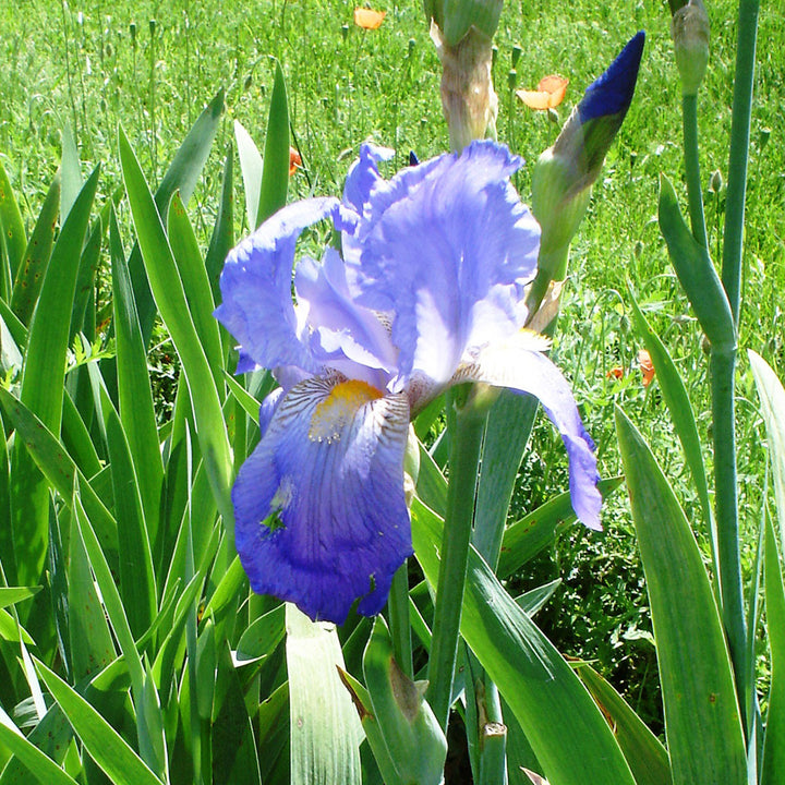 California Blue Iris (Iris x germanica cv.)