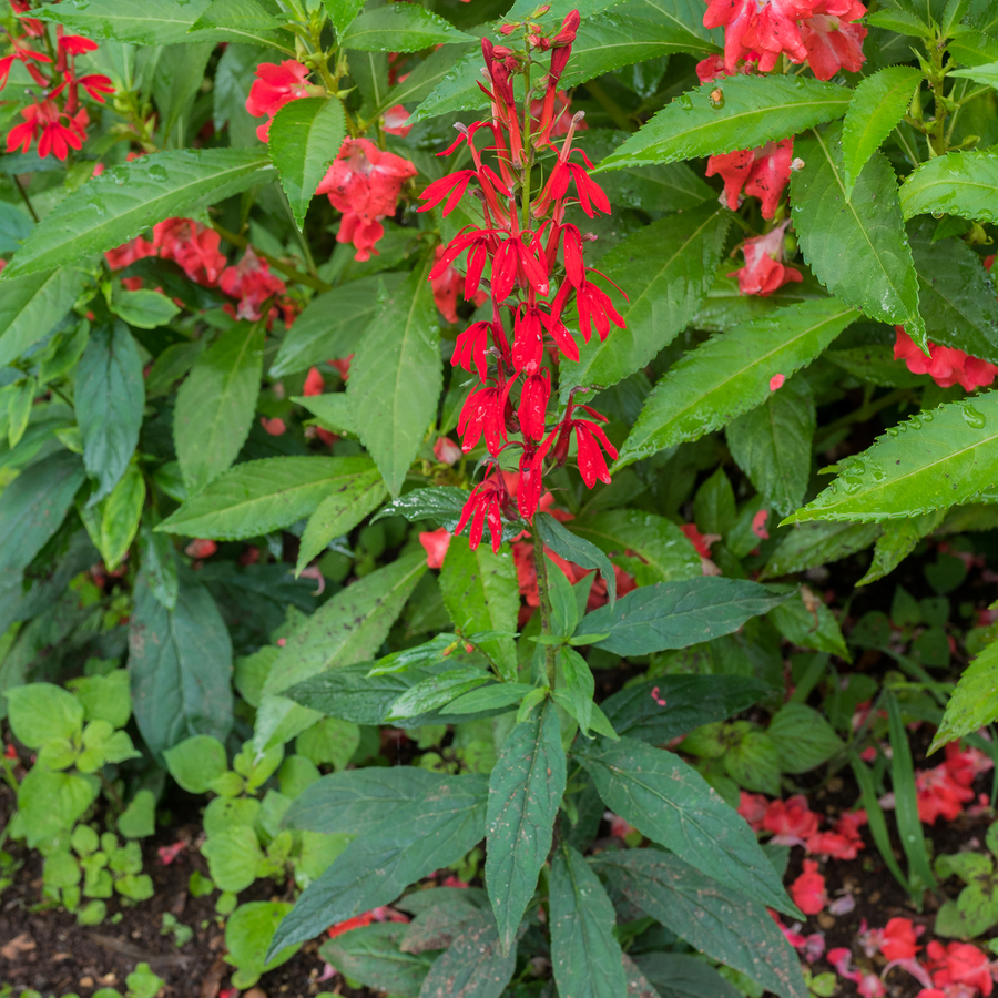 Cardinal Flower (Lobelia cardinalis)