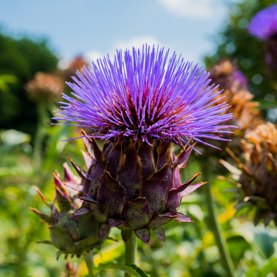 Cardoon Seeds (Cynara cardunculus)