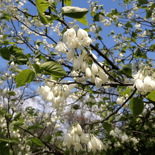 Carolina Silverbell (Halesia tetraptera syn. H. carolina)