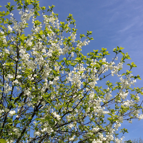 Carolina Silverbell (Halesia tetraptera syn. H. carolina)