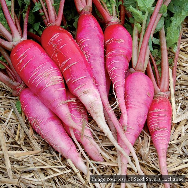 China Rose Winter Radish Seeds (Raphanus sativa cv.) - Monticello Shop