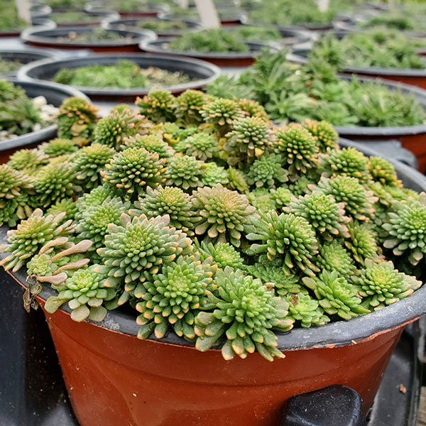 succulents stonecrop Cliff Stonecrop (Sedum glaucophyllum) – Monticello Shop