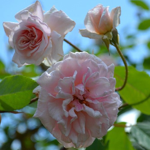 Climbing 'Cecile Brunner' Rose (Rosa x chinensis cv.) - Monticello Shop