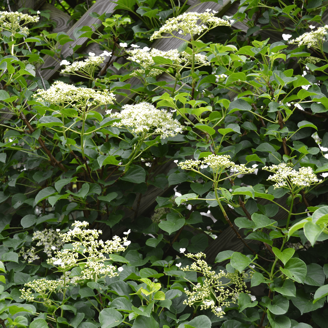 Monticello Shop Climbing Hydrangea - Thumbnail 3