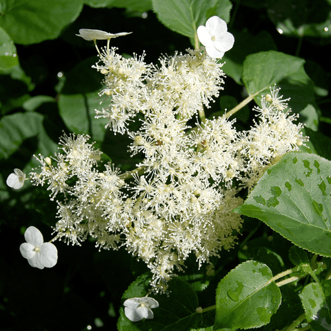 Climbing Hydrangea (Hydrangea anomala subsp. petiolaris