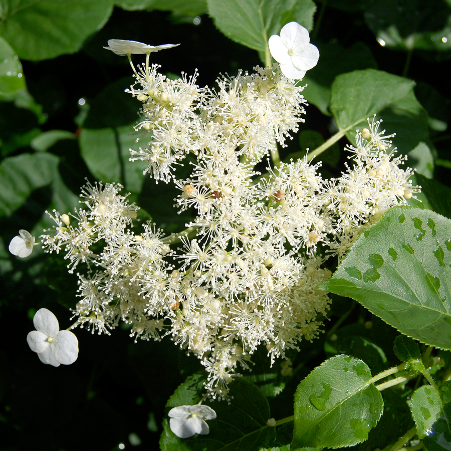 Climbing Hydrangea (Hydrangea anomala subsp. petiolaris)