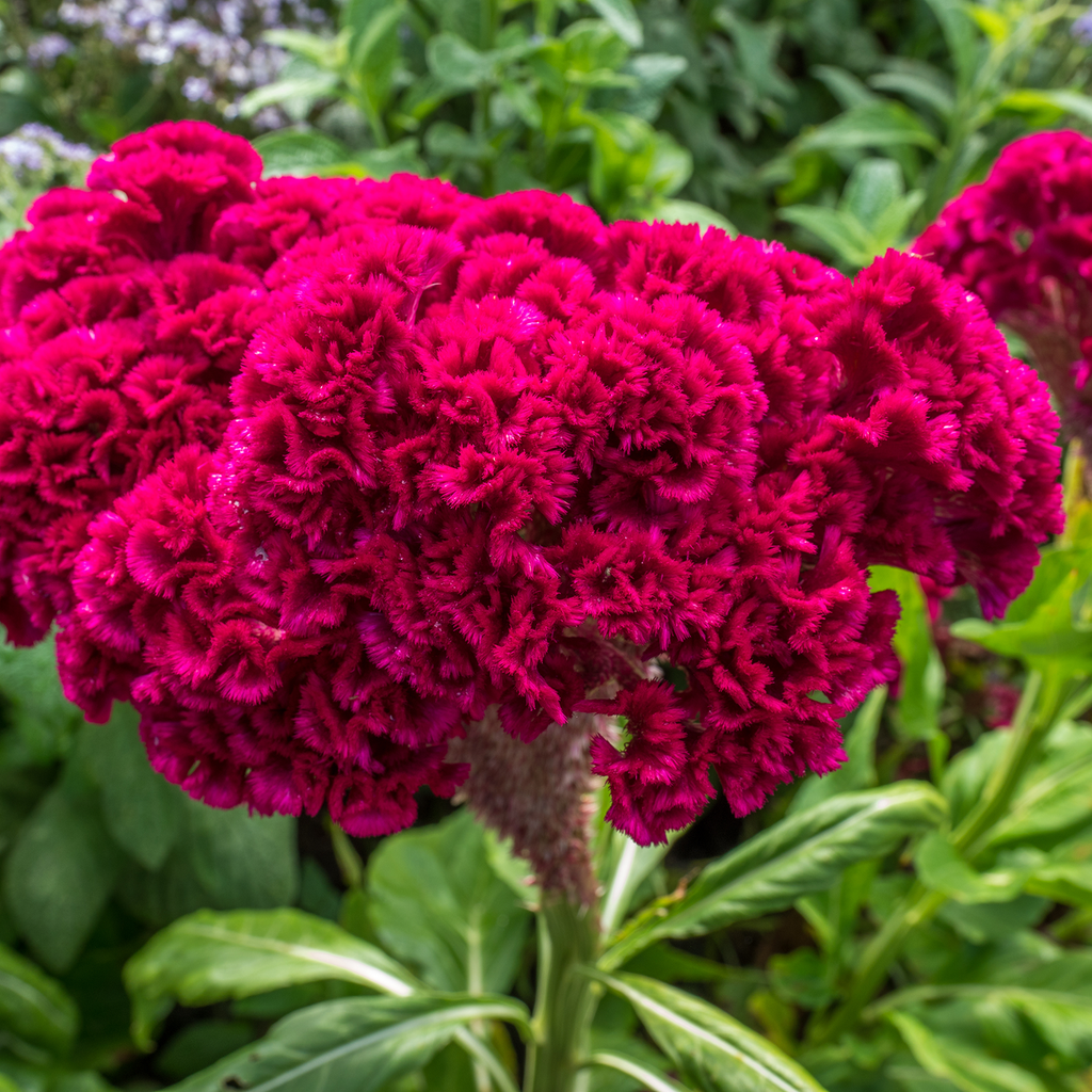 Cockscomb flower deals