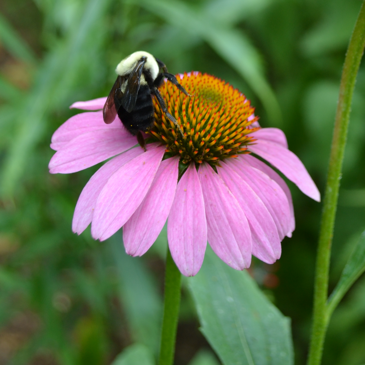 Purple Coneflower (Echinacea purpurea) – Monticello Shop