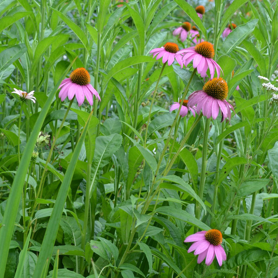 Purple Coneflower (Echinacea purpurea)