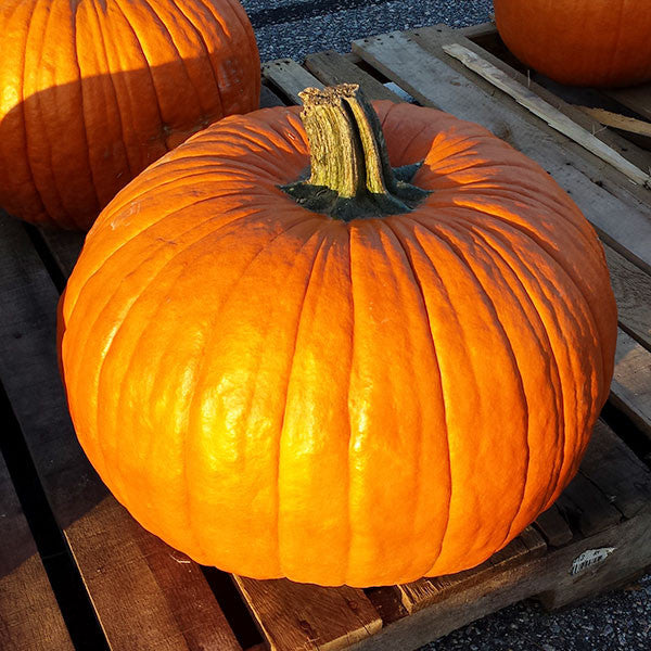 Connecticut Field Pumpkin (Cucurbita pepo)