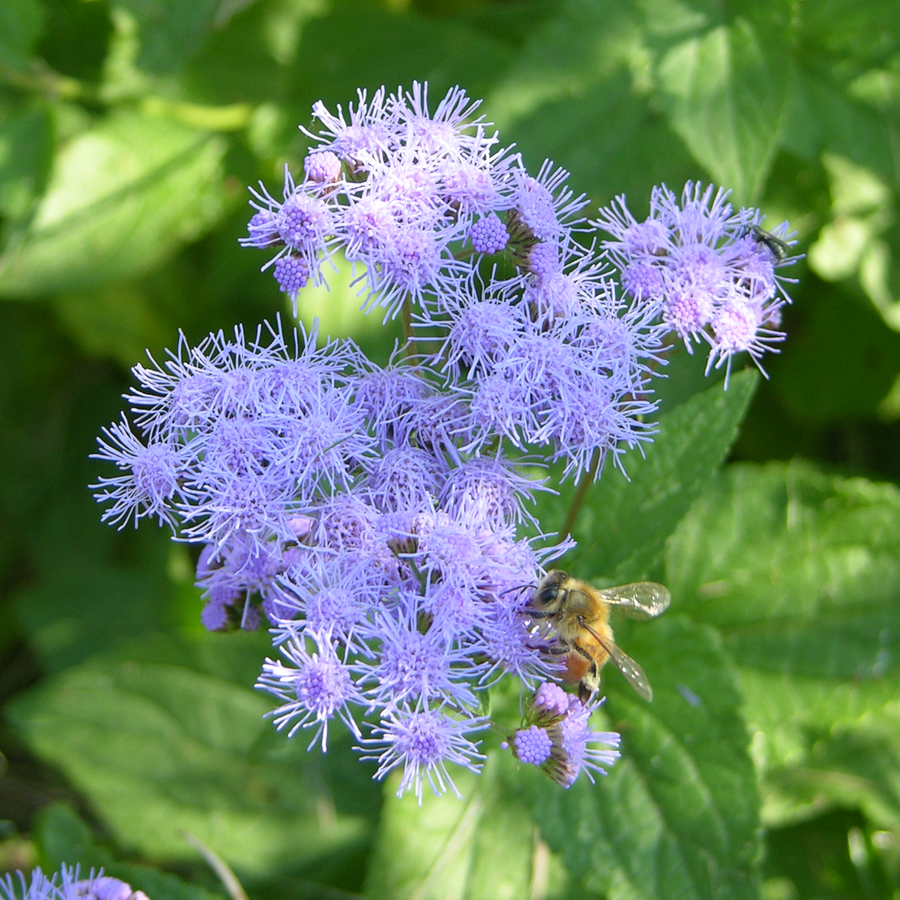 Blue Mist Flower (Conoclinium coelestinum)