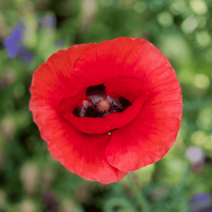 red corn poppy flower seeds Corn Poppy Seeds (Papaver rhoeas) – Monticello Shop