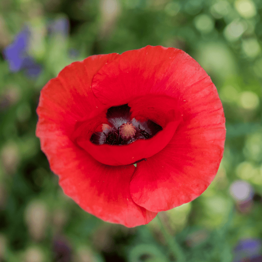 Corn Poppy Seeds (Papaver rhoeas) - Monticello Shop