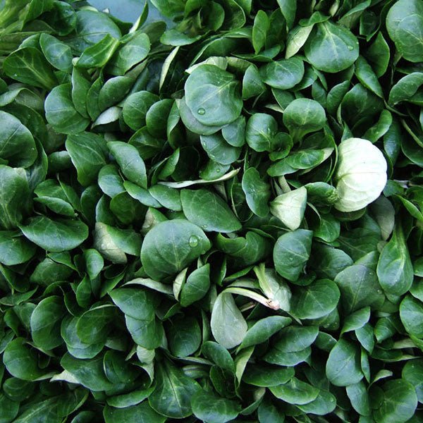 Corn Salad Seeds (Valerianella locusta) - Monticello Shop