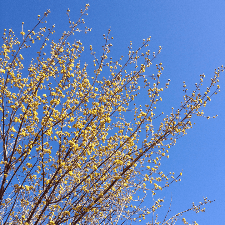Cornelian Cherry (Cornus mas) - Monticello Shop
