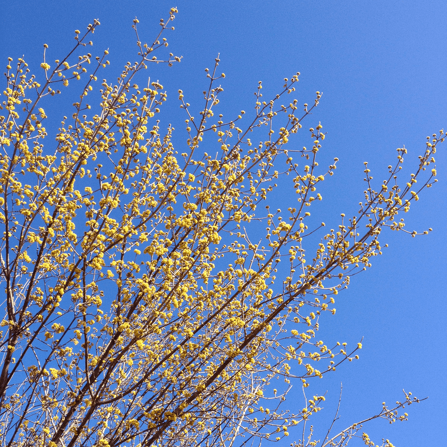 Cornelian Cherry (Cornus mas) - Monticello Shop