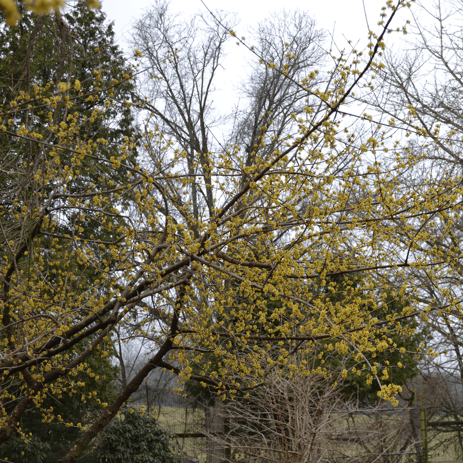 Cornelian Cherry (Cornus mas) - Monticello Shop