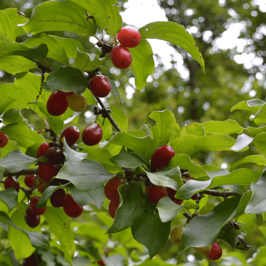 Cornelian Cherry (Cornus mas) - Monticello Shop