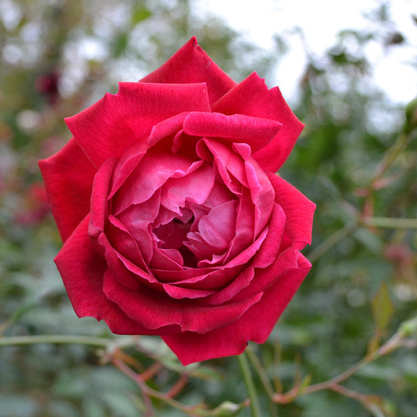 'Cramoisi Supérieur' Rose (Rosa chinensis cv.)