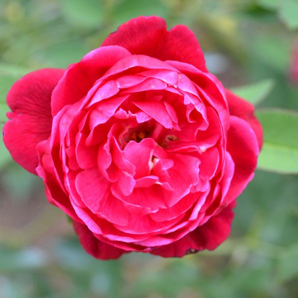 'Cramoisi Supérieur' Rose (Rosa chinensis cv.) - Monticello Shop