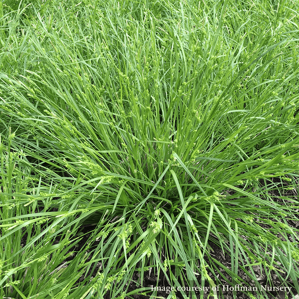 creek-sedge-carex-amphibola-