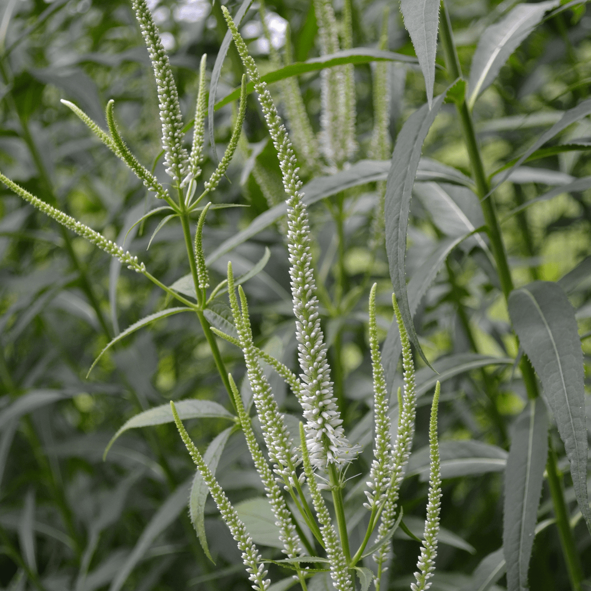 Culver's Root, Virginia Speedwell (Veronicastrum virginicum ...